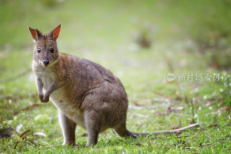 年轻的 Pademelon (Thylogale)